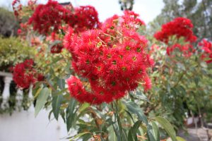 The flora of Gethsemane Community